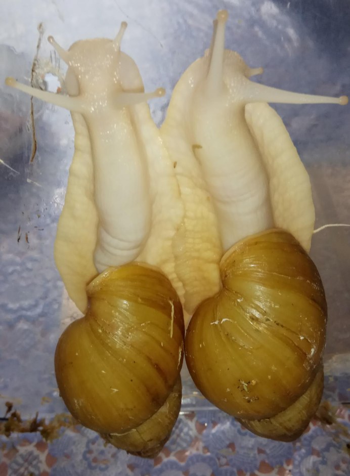 Ахатина гигантская Achatina Fulica