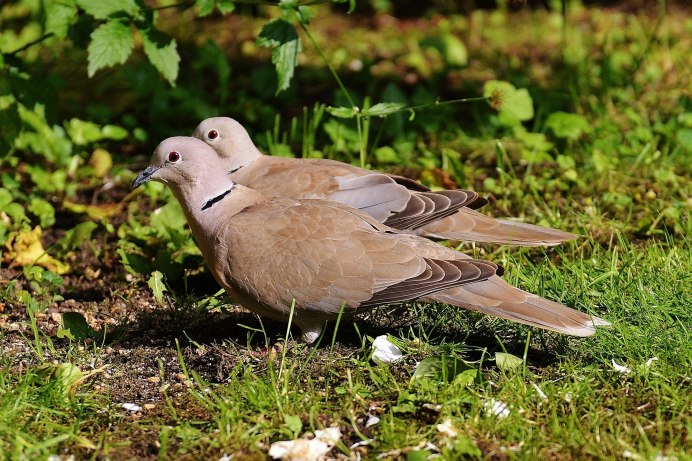 Обыкновенная Горлица (Streptopelia Turtur)