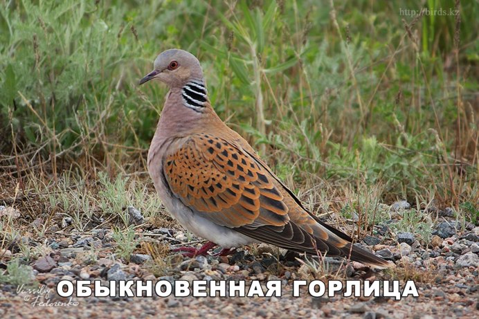 Дикий голубь сизарь