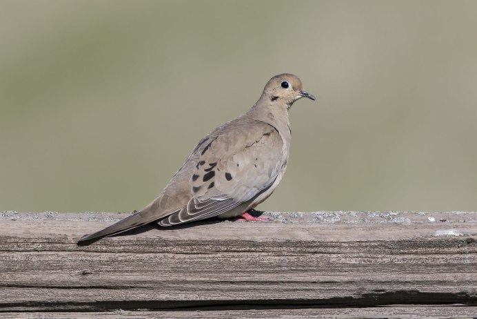 Обыкновенная Горлица (Streptopelia Turtur)