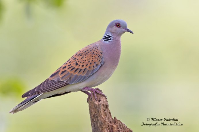 Кольчатая Горлица (Streptopelia bitorquata)