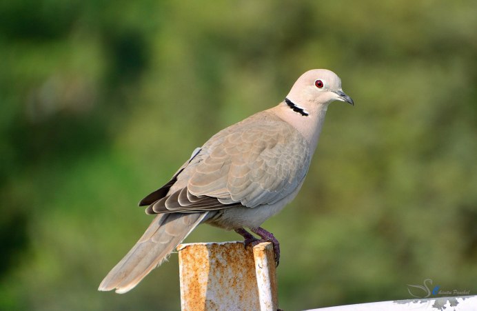 Кольчатая Горлица Streptopelia decaocto