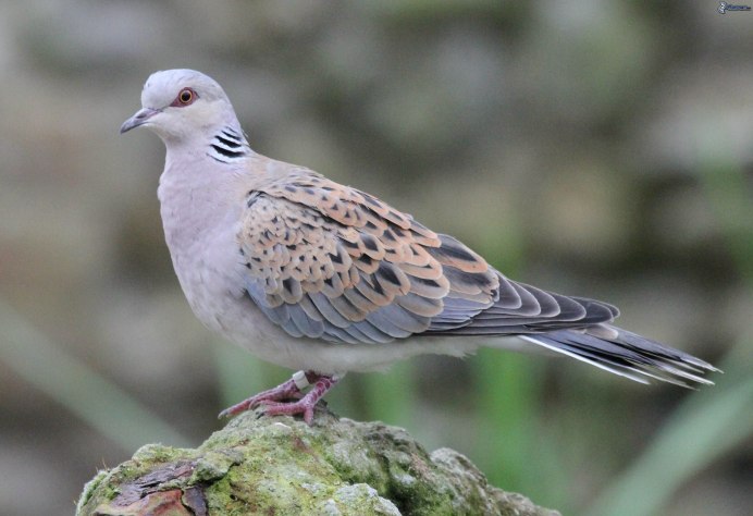 Кольчатая Горлица Streptopelia decaocto