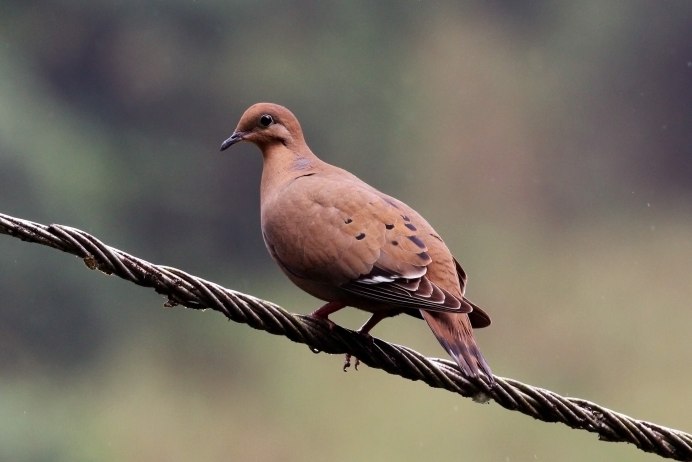 Обыкновенная Горлица (Streptopelia Turtur)