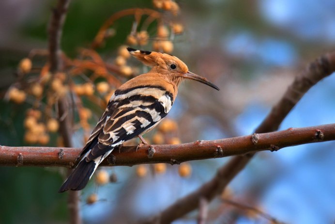 Малый веретенник Limosa lapponica
