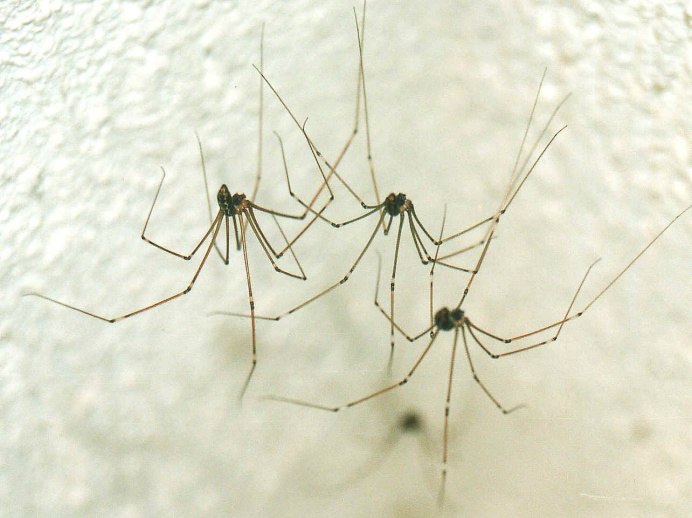 Pholcus phalangioides паук