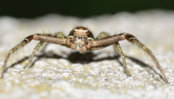 Паук долгоножка Pholcus phalangioides