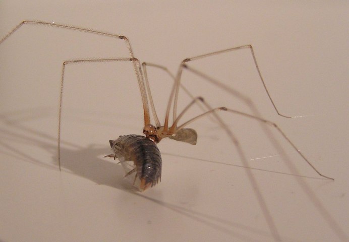 Фаланговидный фолькус (Pholcus phalangioides)