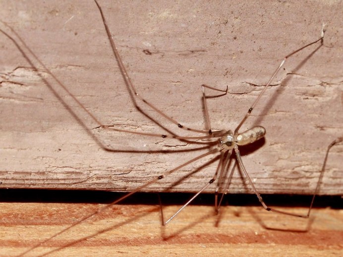 Сенокосцы (Opiliones)