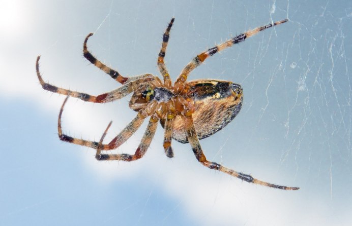 Pholcus phalangioides паук
