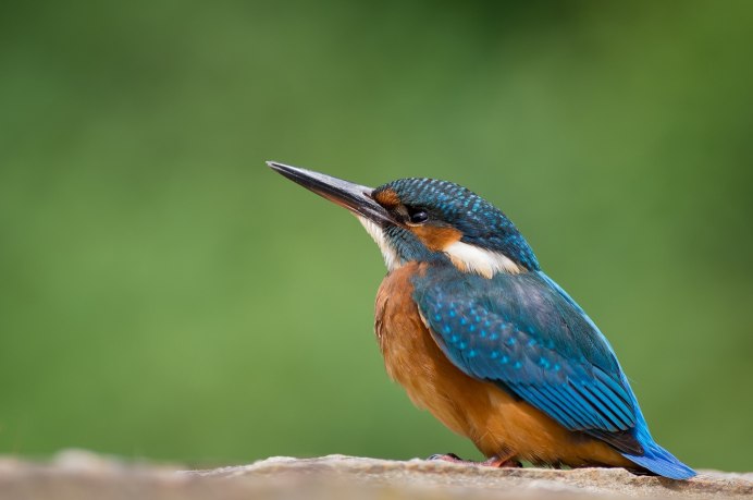 Alcedo Atthis птица