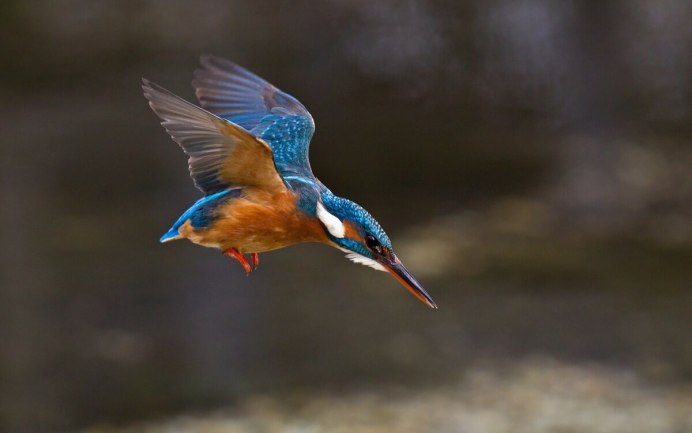Птичка Kingfisher