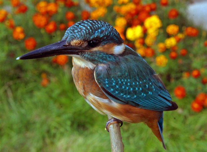 Обыкновенный Зиморо́док ( Alcedo Atthis)