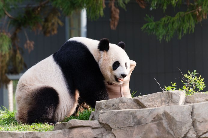 Xiang Xiang Панда