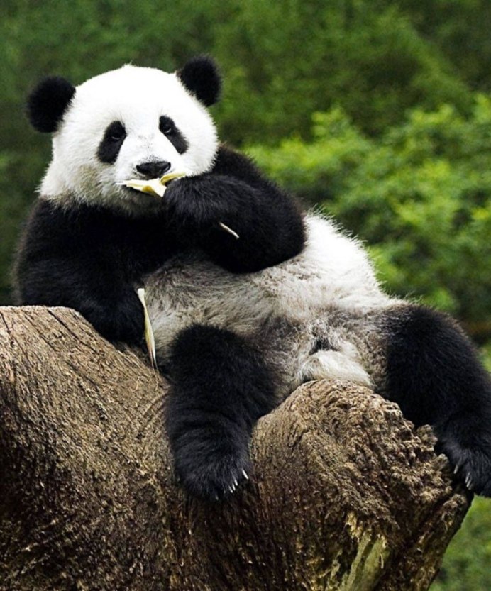 Xiang Xiang Панда