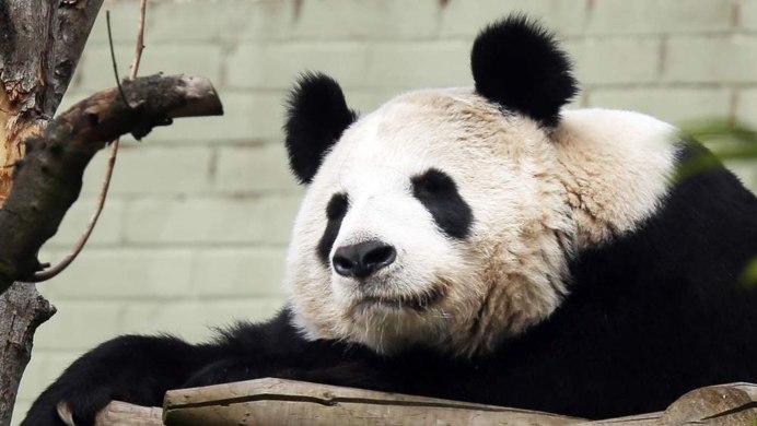 Urs Panda Coorat