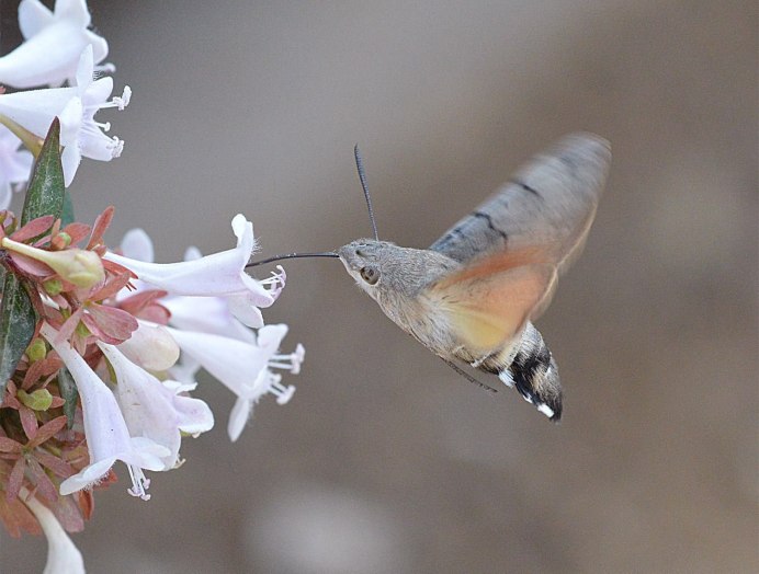 Крымская Колибри