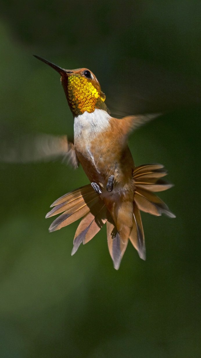 Эквадор Колибри