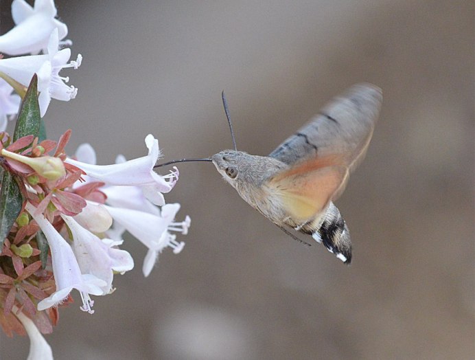 Колибри птица в Крыму