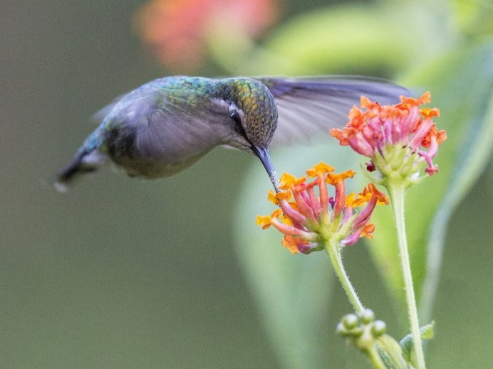 Язык Колибри