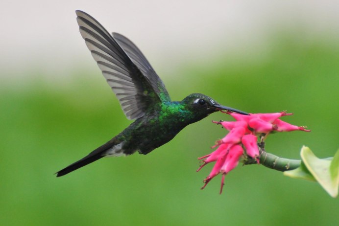 Бражник Колибри в Крыму