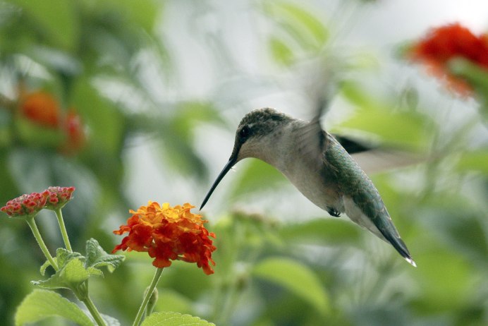 Колибри Австралии