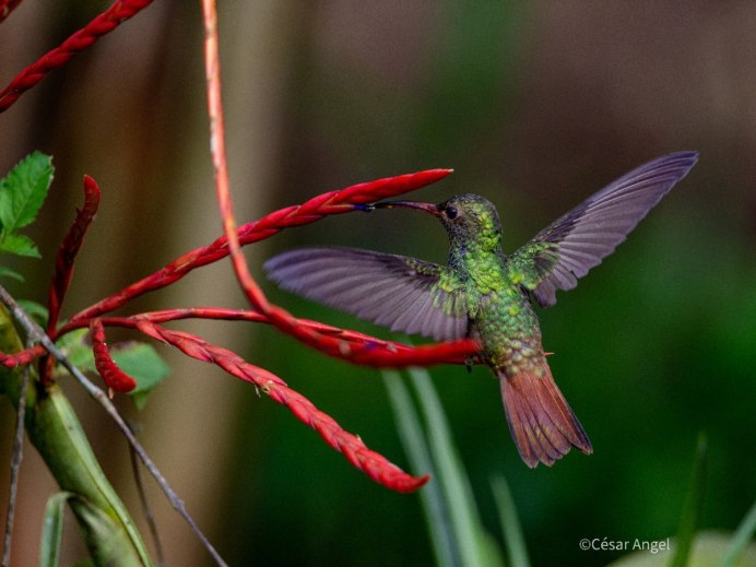 Колибри Северной Америки