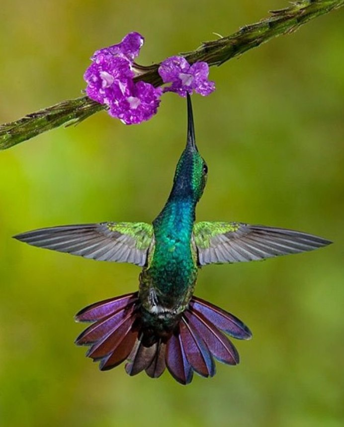 Крымская Колибри