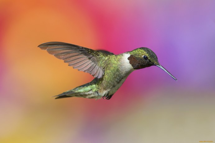 Бражник Крымский Колибри