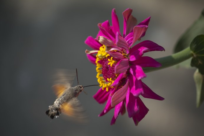 Колибри мигрируют