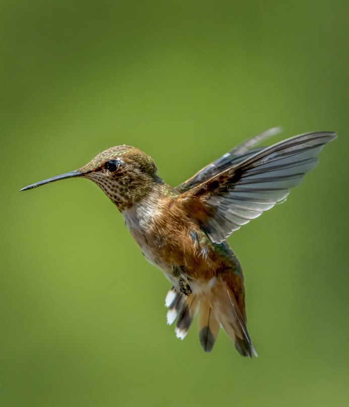 Рубиногорлая Колибри