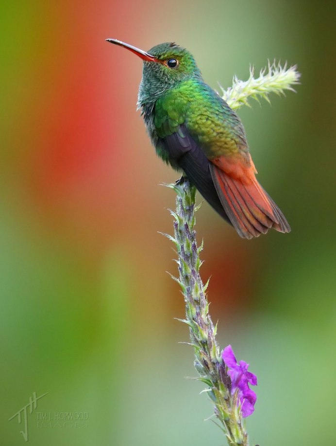 Сибирская Колибри