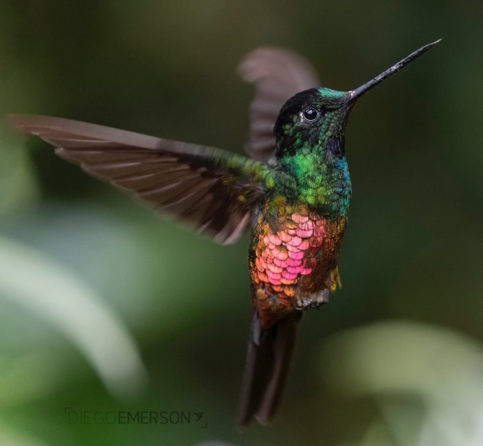 Птица похожая на Колибри в России