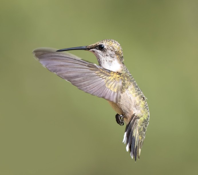 Обыкновенный Рубиновогорлый Колибри