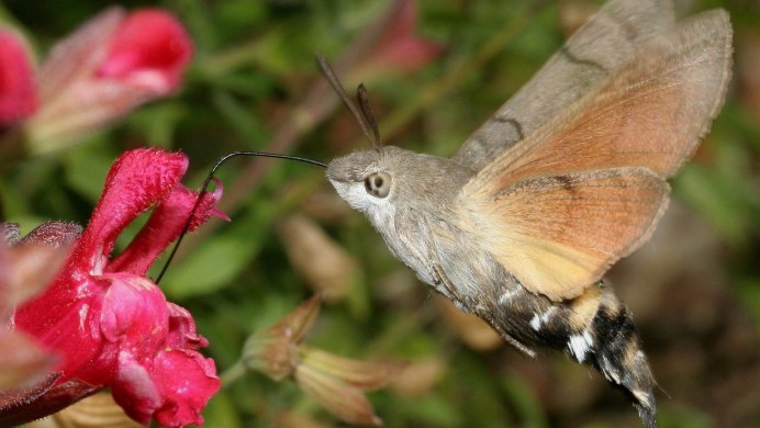 Колибри в Абхазии фото