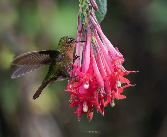 Колибри птица в России