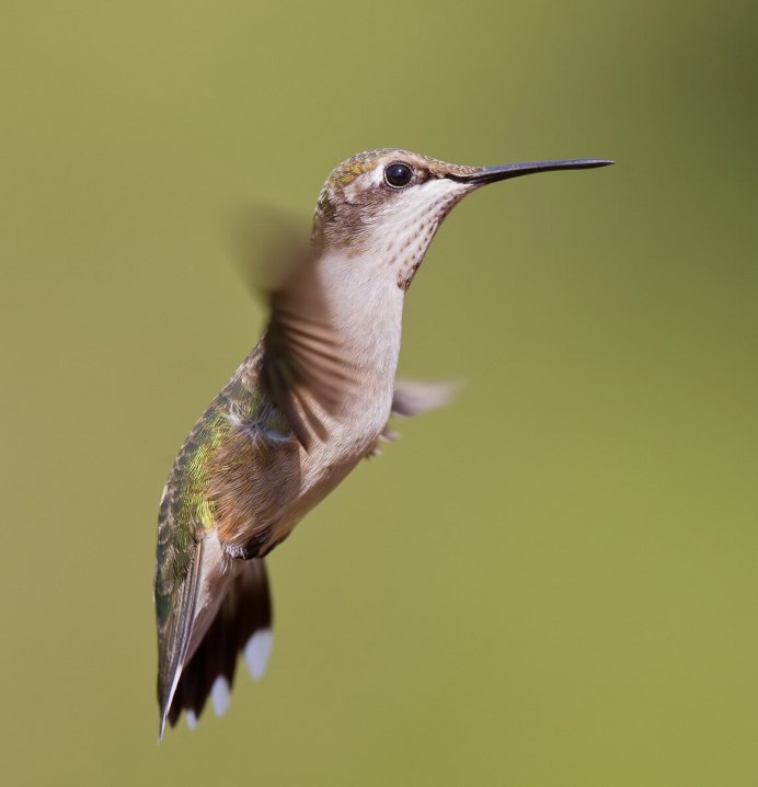 Бабочка Бражник-хоботник