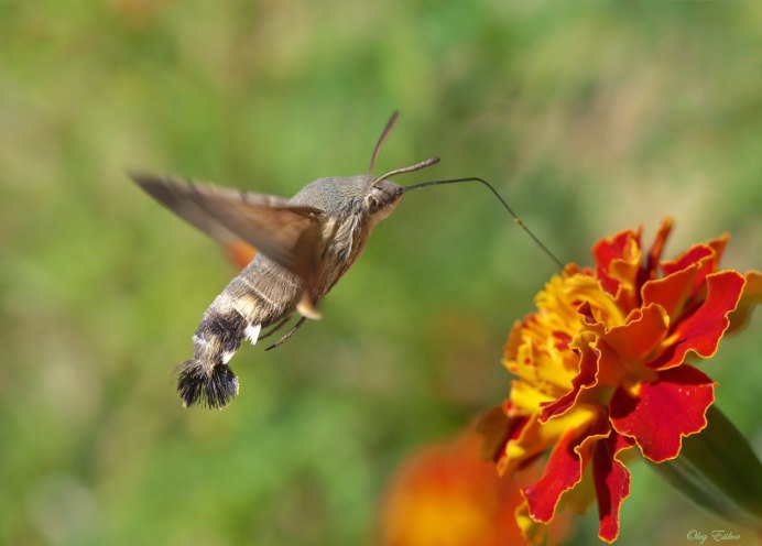 Колибри в Приморском крае