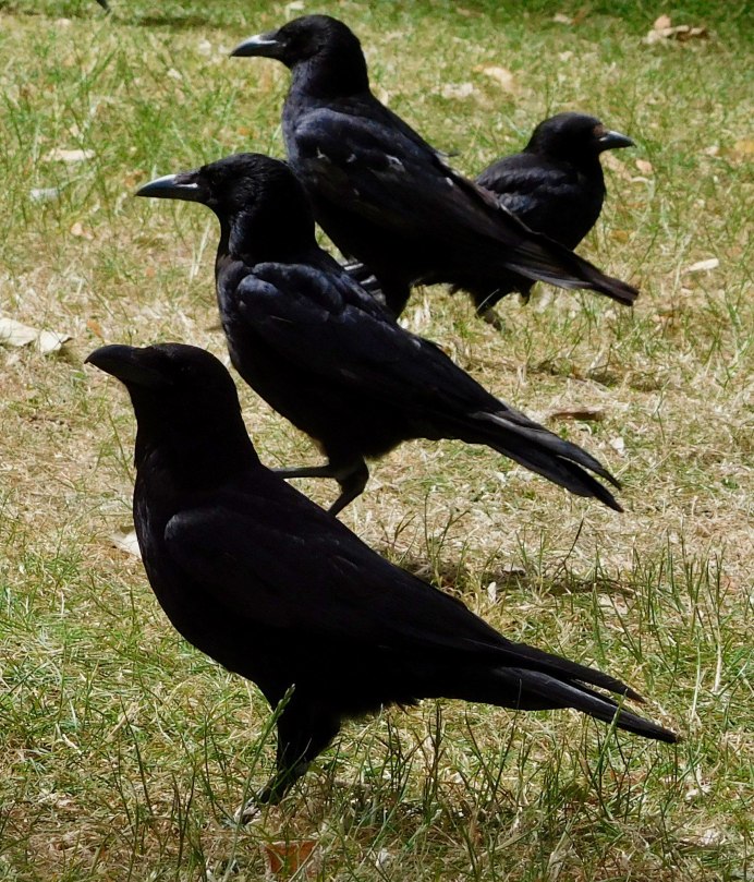Raven and Crow