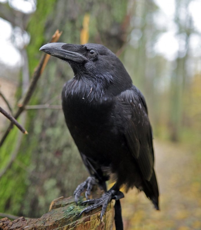 Corvus Corone Linnaeus, 1758 – черная ворона в Благовещенске