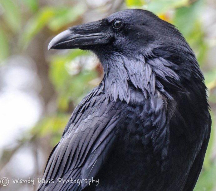Crows сладость