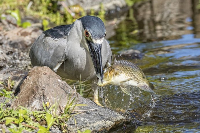 Хищная птица питающаяся рыбой