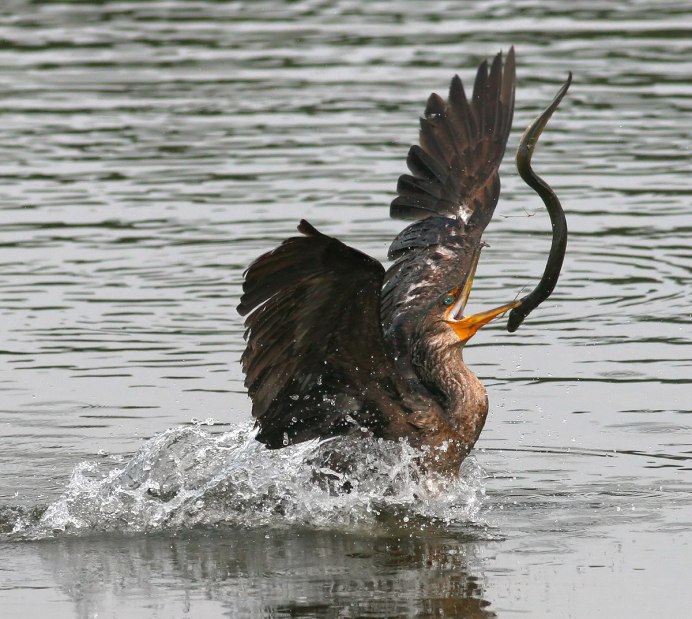Птица ловит рыбу