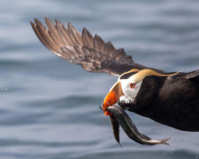 Водоплавающие птицы Пеликан