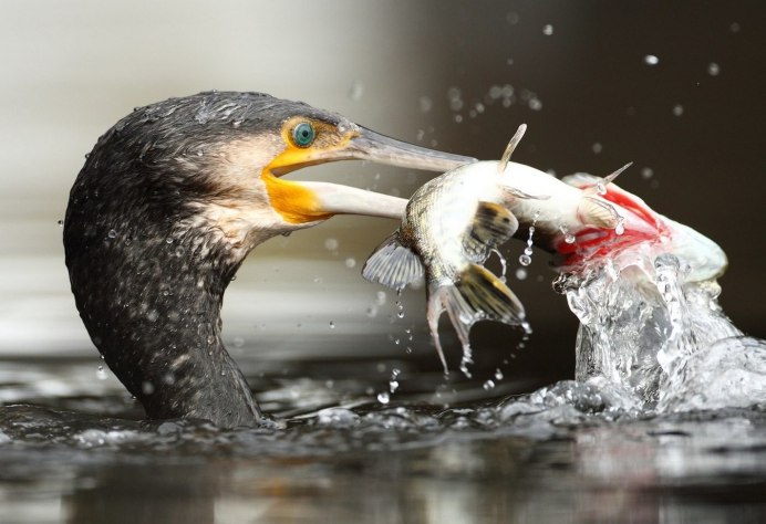 Орел с рыбой в когтях