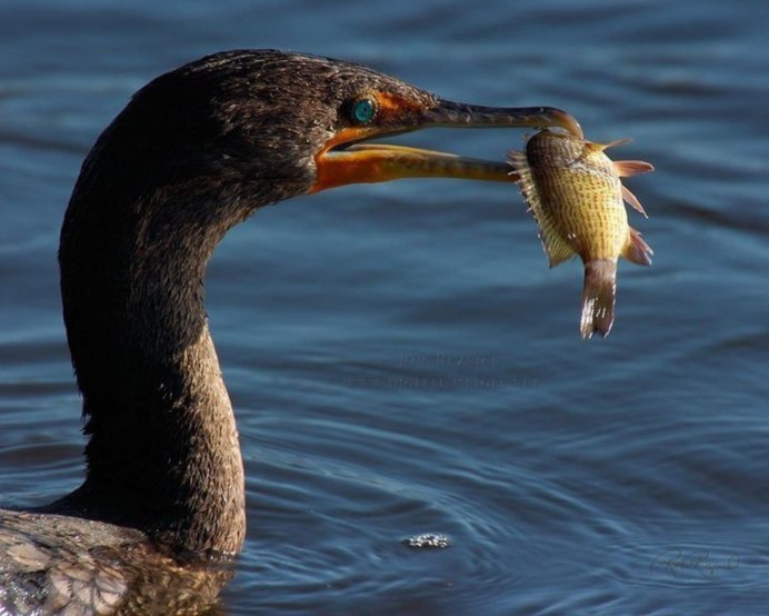 Зелёная кваква Япония