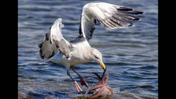 Пеликан ест