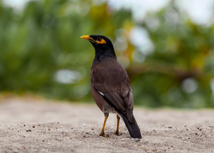 Blackbird птица черный Дрозд