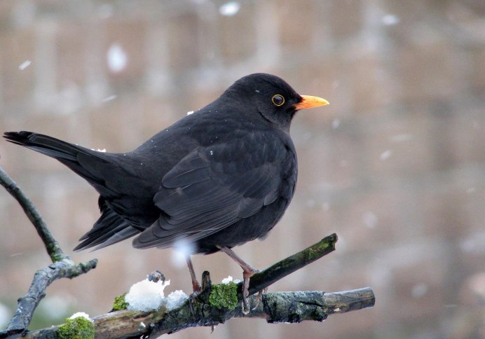 Turdus Merula группа