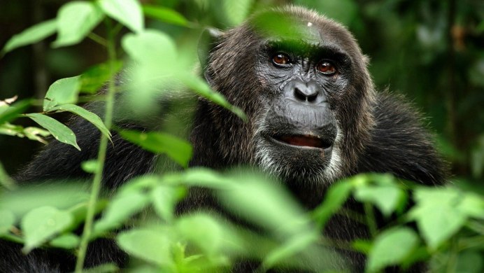 Cercopithecus Roloway